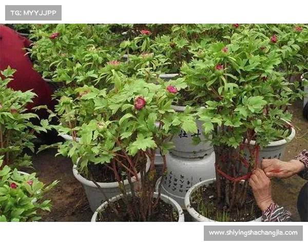 高地红石榴种植与养护的关键技巧及注意事项分析 高地红石榴种植与养护的关键技巧及注意事项分析
